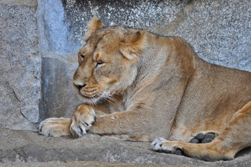 An asiatic lioness [Panthera leo persica] laying on the ground in a Zoo 