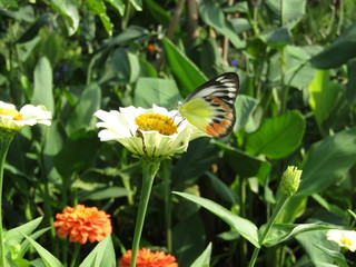 Close up view of a colorful butterfly on white daisy kenikir feed nectar pollen flowers in windy day flapping wings isolated on green leaves plant background. Macro selective focus pollination collect