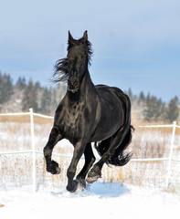 Friesian horse runs free in winter field