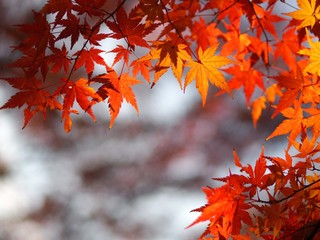 紅葉したモミジ