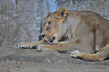 An asiatic lioness [Panthera leo persica] laying on the ground in a Zoo 