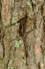 bark of a tree