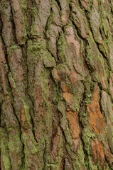 bark of a tree