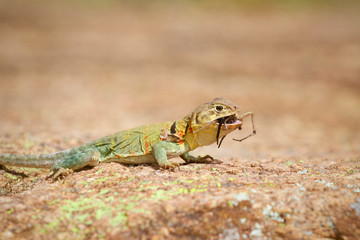 Female Collared Lizard eating a small Tarantula 
