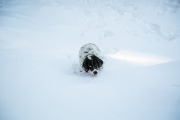 dog ,hunting breed ,playing in the street,the white snow in the winter