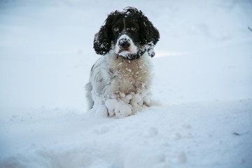 dog ,hunting breed ,playing in the street,the white snow in the winter
