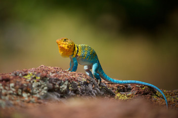 Eastern Collared Lizard, male, photographed in situ in the wilderness