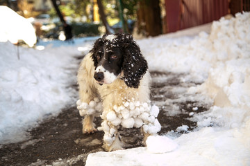 dog ,hunting breed ,playing in the street,the white snow in the winter