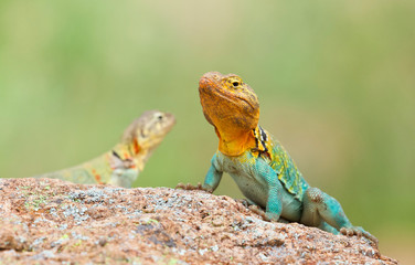 male and female Collared Lizards photographed in situ in the wild