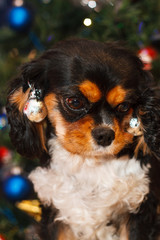 Cavalier King Charles Spaniel christmas