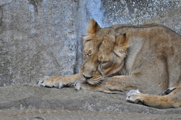 Naklejka premium An asiatic lioness [Panthera leo persica] laying on the ground in a Zoo 