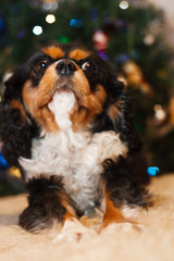 Cavalier King Charles Spaniel christmas