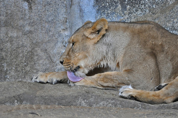 An asiatic lioness [Panthera leo persica] laying on the ground in a Zoo 