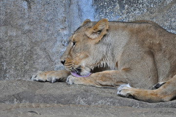 An asiatic lioness [Panthera leo persica] laying on the ground in a Zoo 