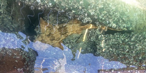 Tubarao no seu ambiente natural