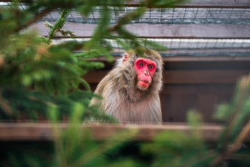 Portrain of Japanese Macaque Monkey Sitting on Tree Trunk in ZOO