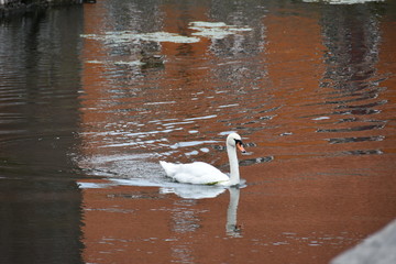 Beautiful swan in the water 