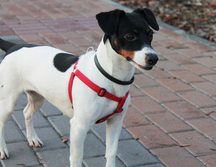 Dog Jack Russell Terrier with black and white color stands on the road in the park