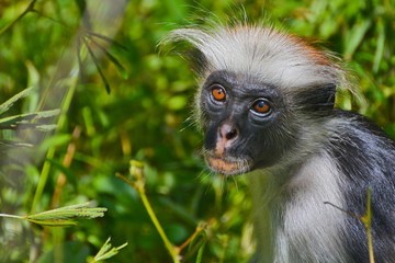An endangered Zanzibar red colobus monkey (Piliocolobus kirkii), sitting on a tree at Jozani forest, Zanzibar
