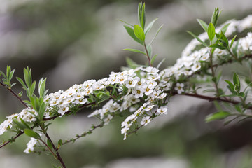 Branch with white blossoms