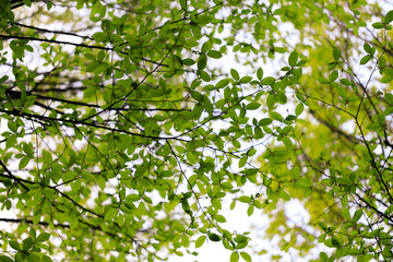 Branches with green leaves