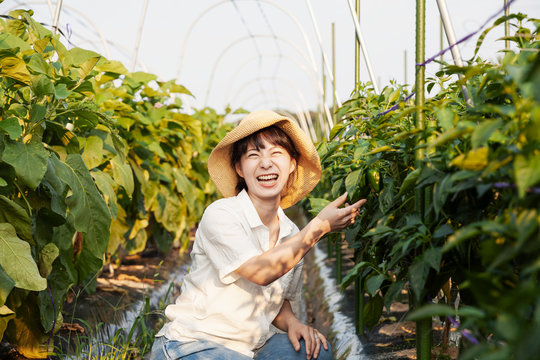 Japanese woman wearing hat standing in vegetable field, picking fresh peppers, smiling at camera.