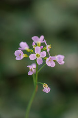 Fototapeta premium Plant with purple blossoms