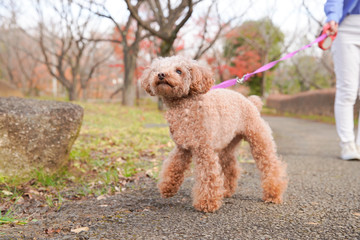 ペットと公園を散歩する女性