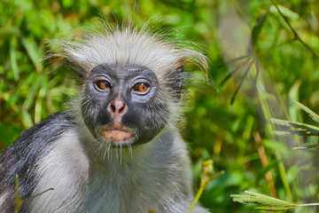 An endangered Zanzibar red colobus monkey (Piliocolobus kirkii), sitting on a tree at Jozani forest, Zanzibar