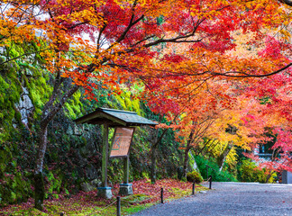 秋の京都　三千院　参道