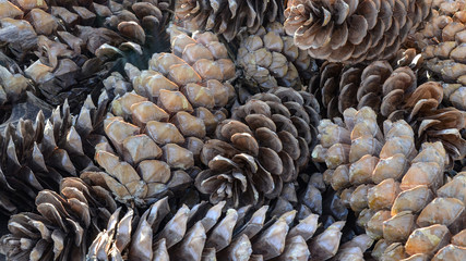 Close up from many cones - texture background