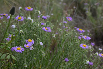 Purple Wildflowers