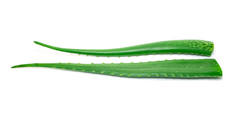 Aloe vera on isolated white background.plant herb medicinal value.
