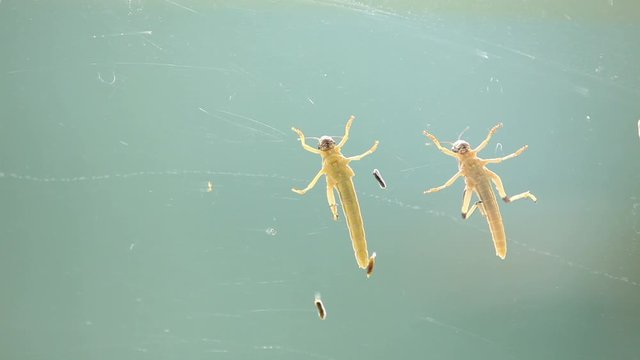 Desert Locust infestation