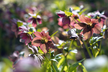 Red blossoms in sunlight