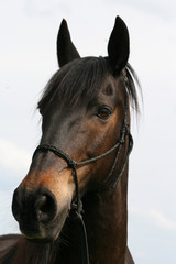 Obraz premium Schwarzes Pferd Andalusier Lusitano Portrait 