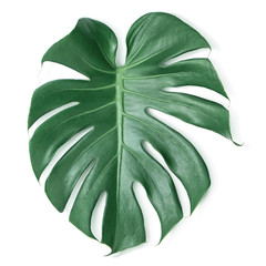 Green Monstera leaf on isolated white background.Tropical leaves object top view.clipping path