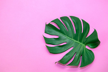 Green Monstera leaf on pink pastel background.Tropical leaves top view.