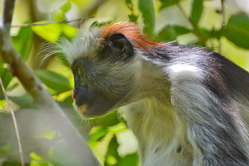 An endangered Zanzibar red colobus monkey (Piliocolobus kirkii), sitting on a tree at Jozani...