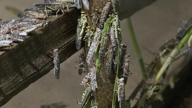 Desert Locust infestation