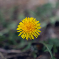 dandelion on a meadow