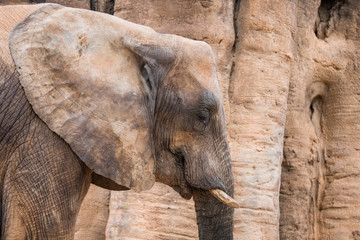 african elephant (Loxodonta africana)