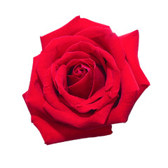 Fototapeta premium Red rose flowers on isolated white background.Floral meaning of love elements wedding card.clipping path object.