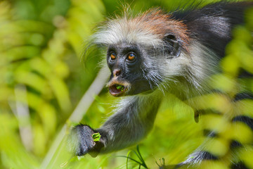 An endangered Zanzibar red colobus monkey (Piliocolobus kirkii), sitting on a tree at Jozani...
