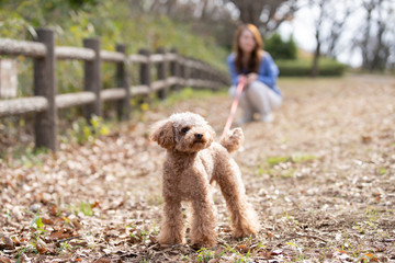 ペットと公園を散歩する女性