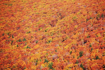 八甲田山の秋　目に染みる紅葉