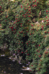 Green vines with red berries hanging above water