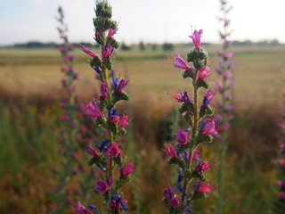 Obraz premium Beautiful flower on the road to Santiago de Compostela, Camino de Santiago, Way of St. James, Journey from Poblacion de Campos to Carrion de los Condes, French way, Spain