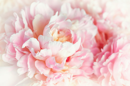 Fluffy pink peonies flowers background