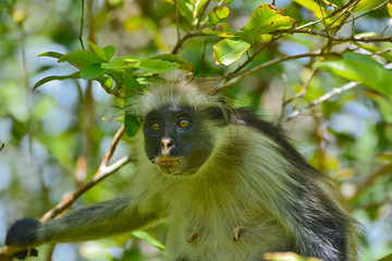 An endangered Zanzibar red colobus monkey (Piliocolobus kirkii), sitting on a tree at Jozani forest, Zanzibar